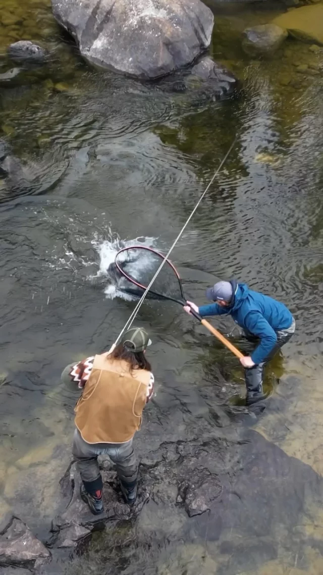 Won’t be long until we’re fishing bombers again…👌

#looptackle