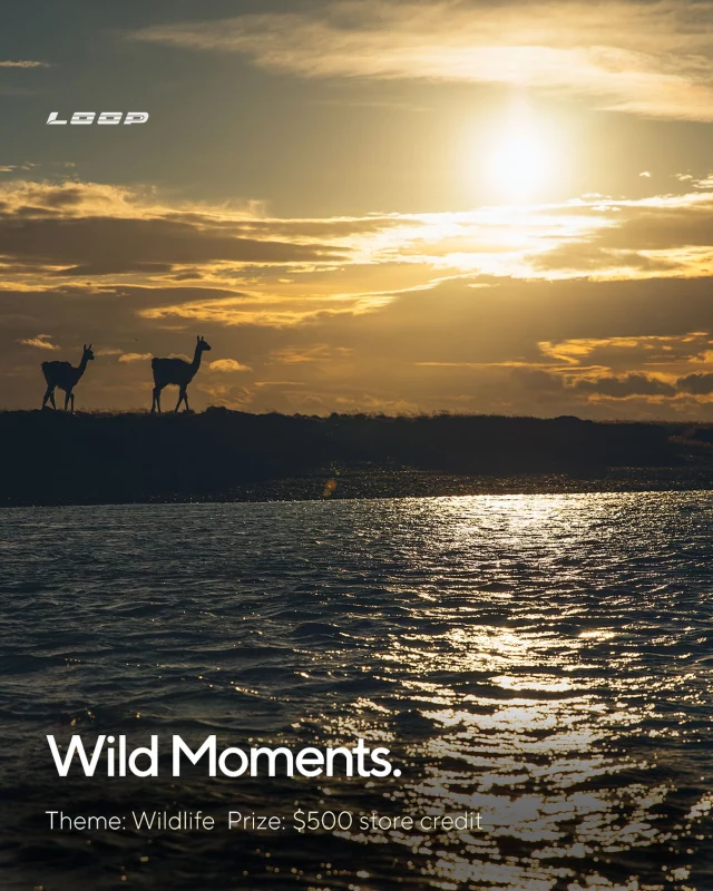 🦙Our Wild Moments competition for July is now live - link in bio!

Enter your best photo on the theme of WILDLIFE and you could win a $500 online store credit. 

Entries close 31st July, and we’ll put the shortlist to public vote on here on 1st August.

Runners up will also receive an Opti Fly Box.

Finally, congratulations to @perjornlov for winning June’s competition!

#looptackle